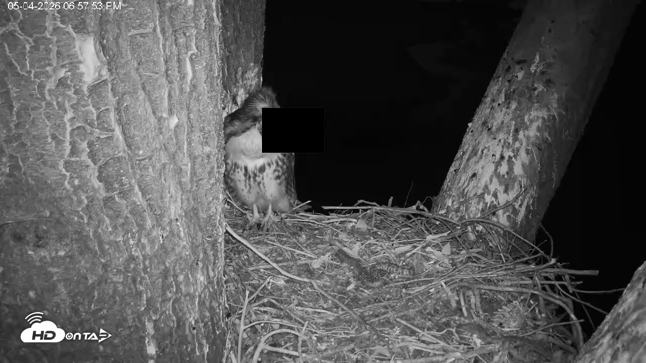 Snapshot of Red-Tailed Hawk Live Webcam taken May 4, 2026, 8:01pm PDT
