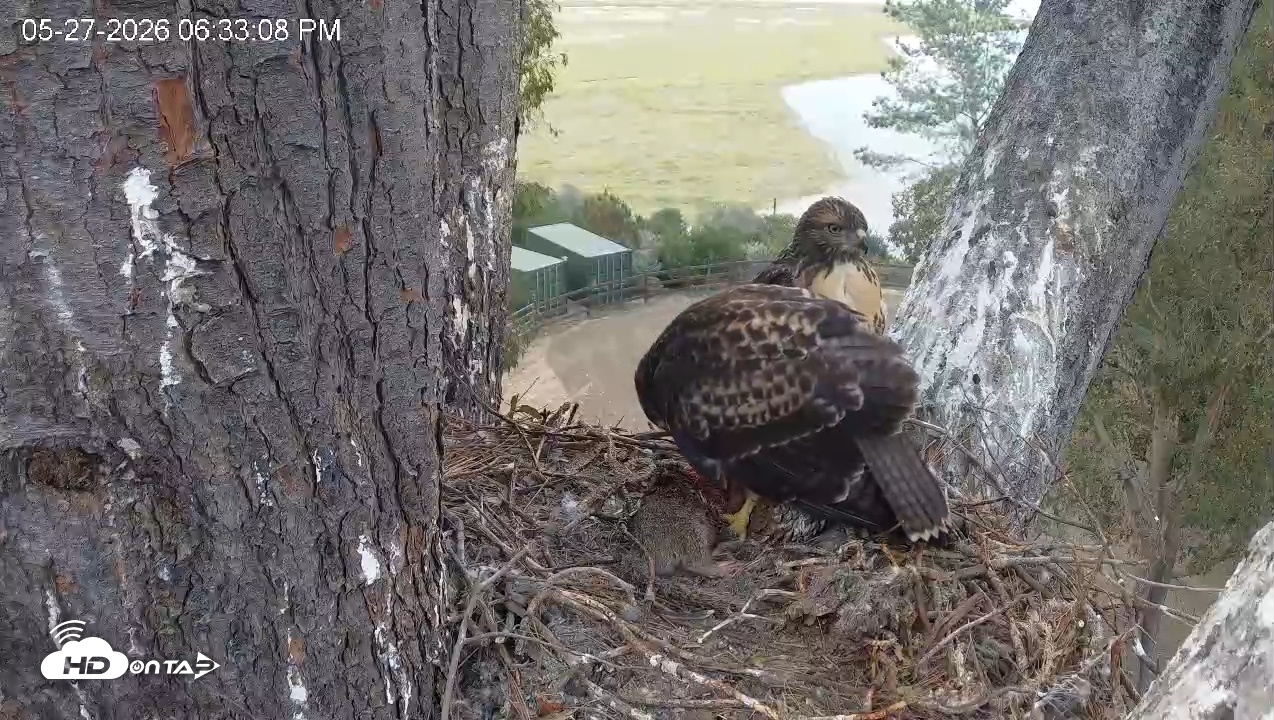 Snapshot of Red-Tailed Hawk Live Webcam taken May 27, 2026, 7:34pm PDT