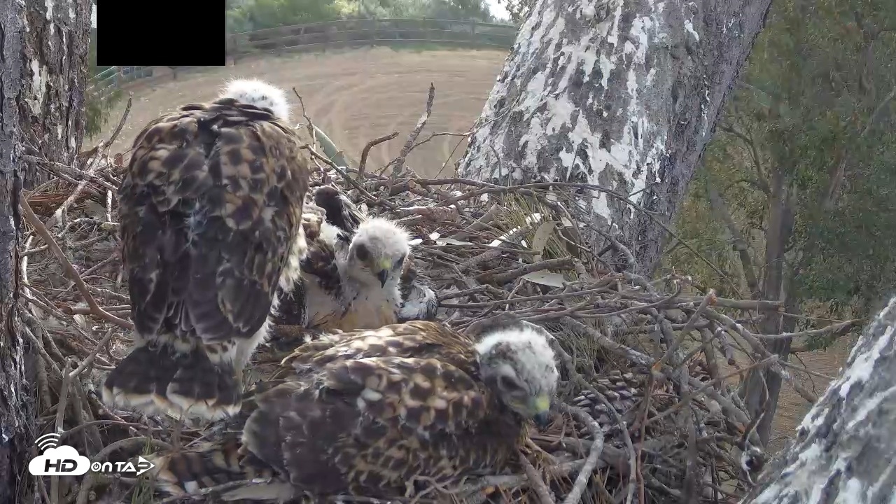 Snapshot of Red-Tailed Hawk Live Webcam taken Apr 25, 2026, 7:06am PDT