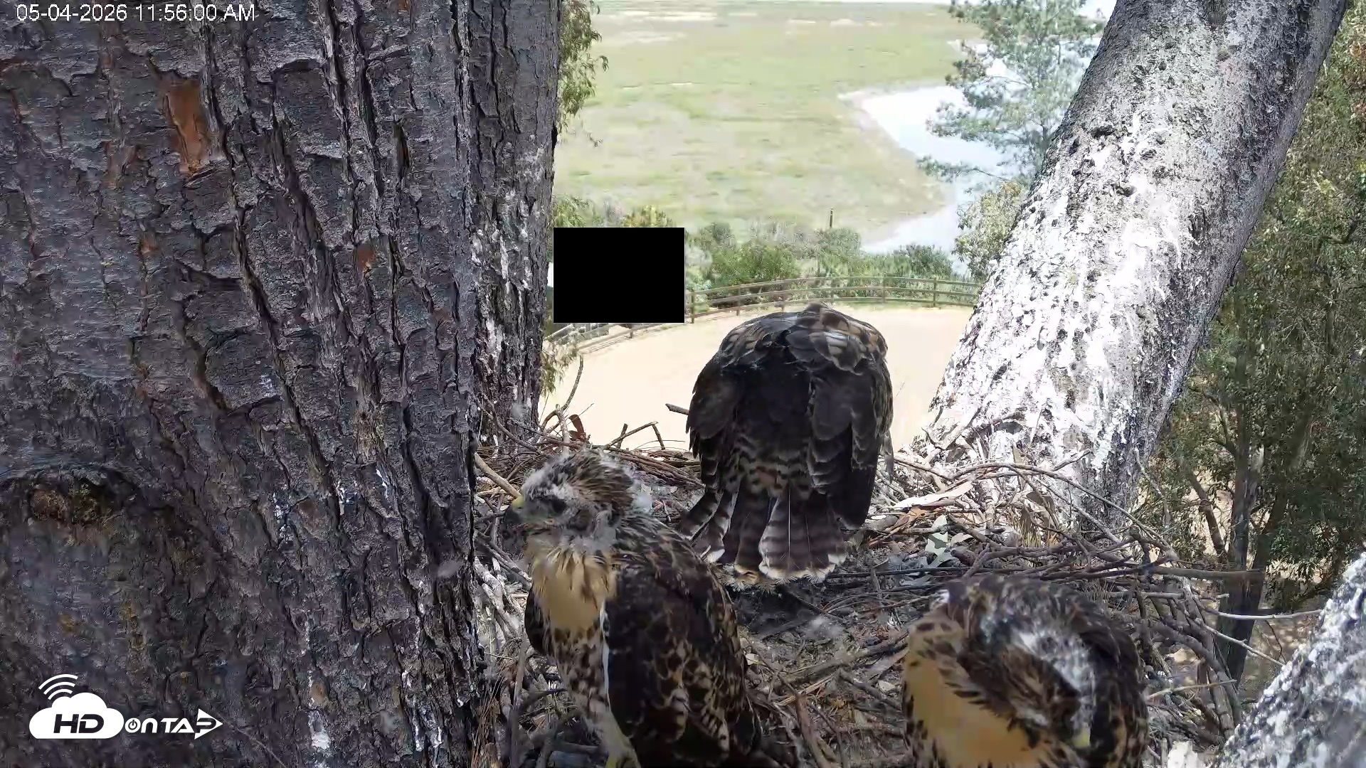 Snapshot of Red-Tailed Hawk Live Webcam taken May 4, 2026, 12:59pm PDT
