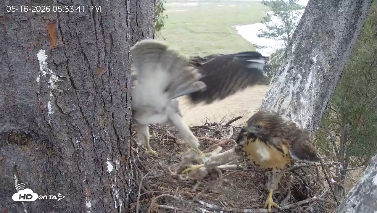 Snapshot of Red-Tailed Hawk Live Webcam taken May 16, 2026, 6:37pm PDT