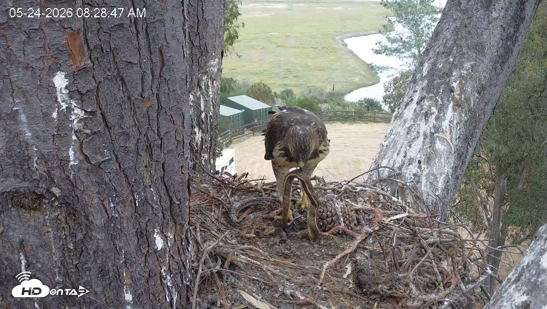 Snapshot of Red-Tailed Hawk Live Webcam taken May 24, 2026, 9:32am PDT