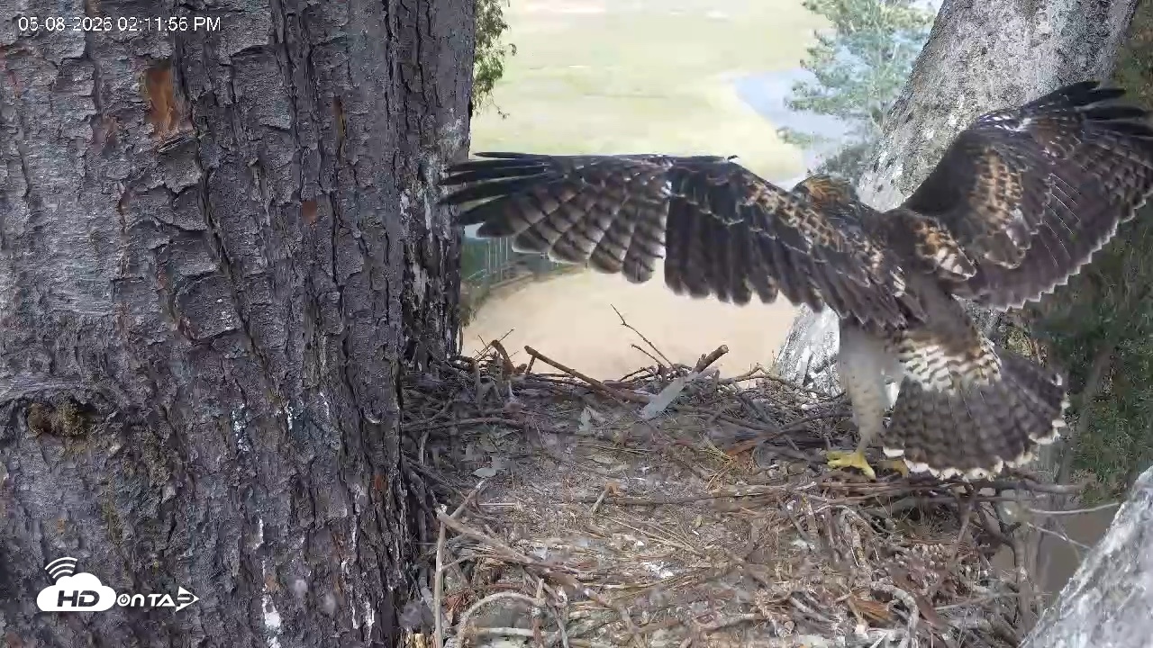 Snapshot of Red-Tailed Hawk Live Webcam taken May 8, 2026, 3:13pm PDT