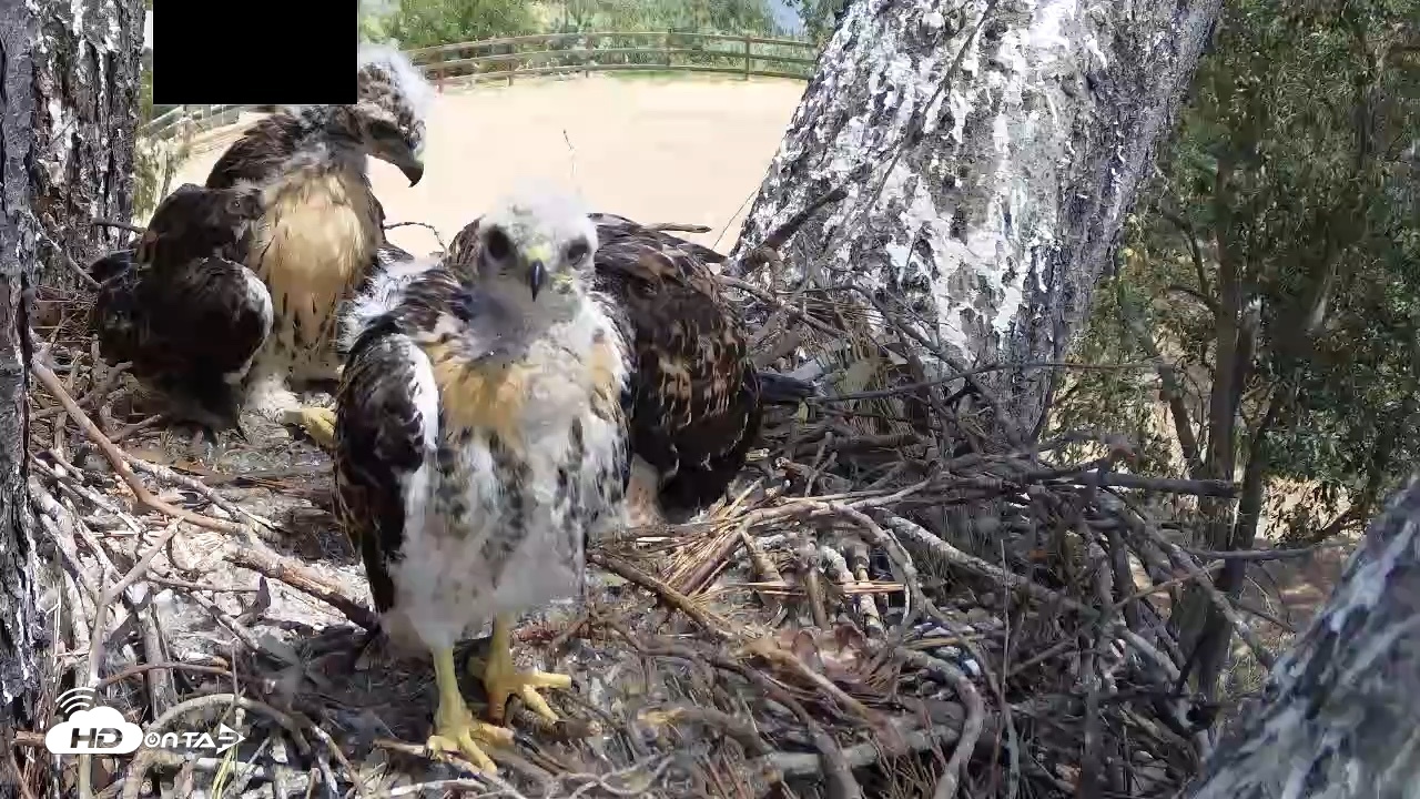 Snapshot of Red-Tailed Hawk Live Webcam taken Apr 26, 2026, 12:29pm PDT