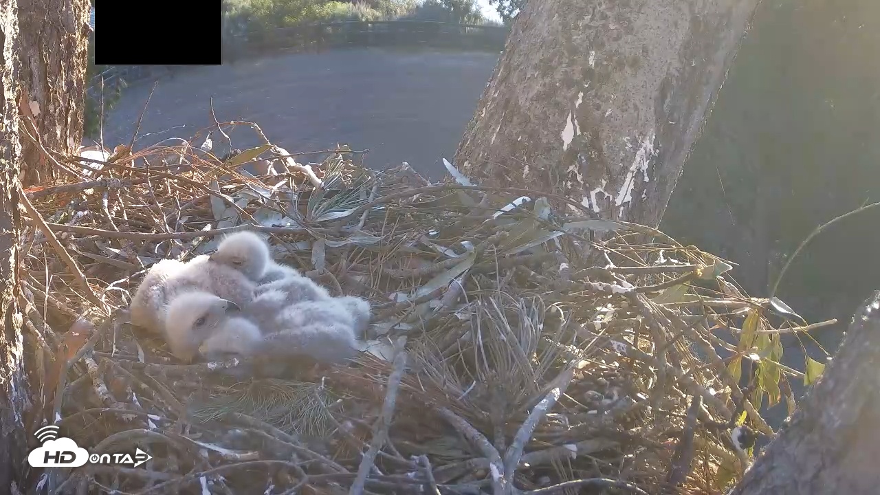 Snapshot of Red-Tailed Hawk Live Webcam taken Apr 5, 2026, 6:48am PDT