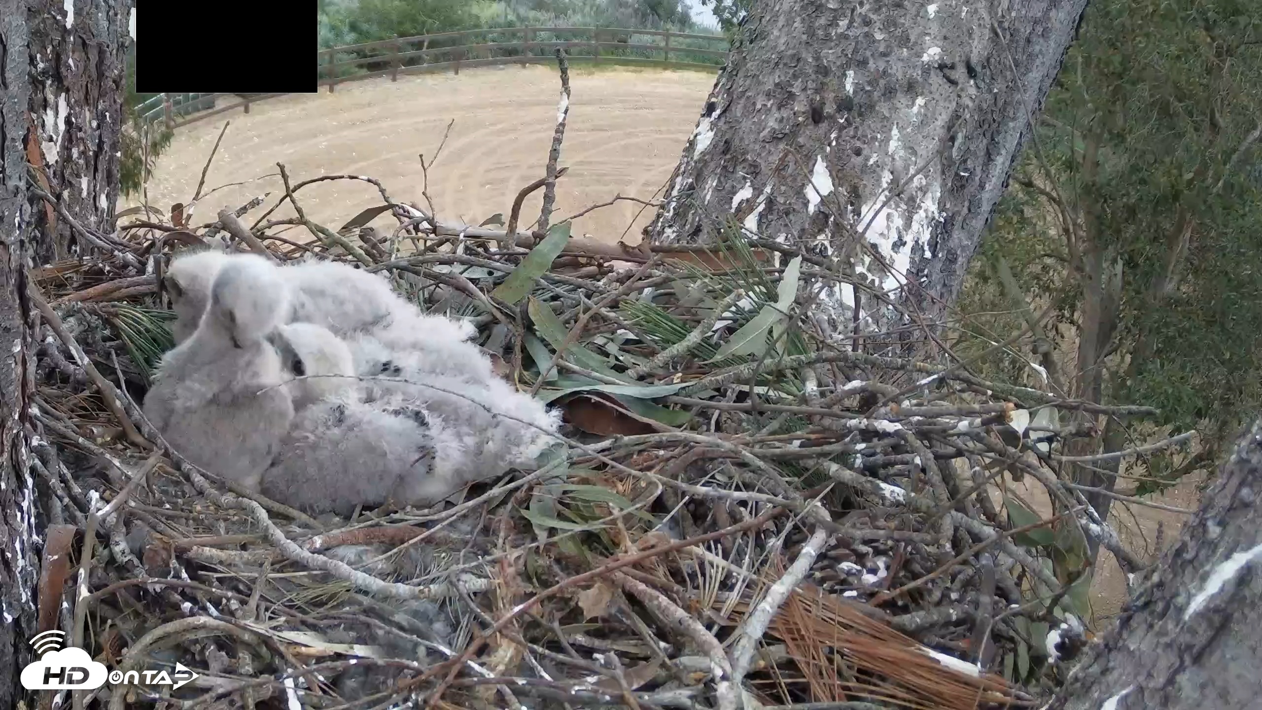Snapshot of Red-Tailed Hawk Live Webcam taken Apr 9, 2026, 6:59pm PDT