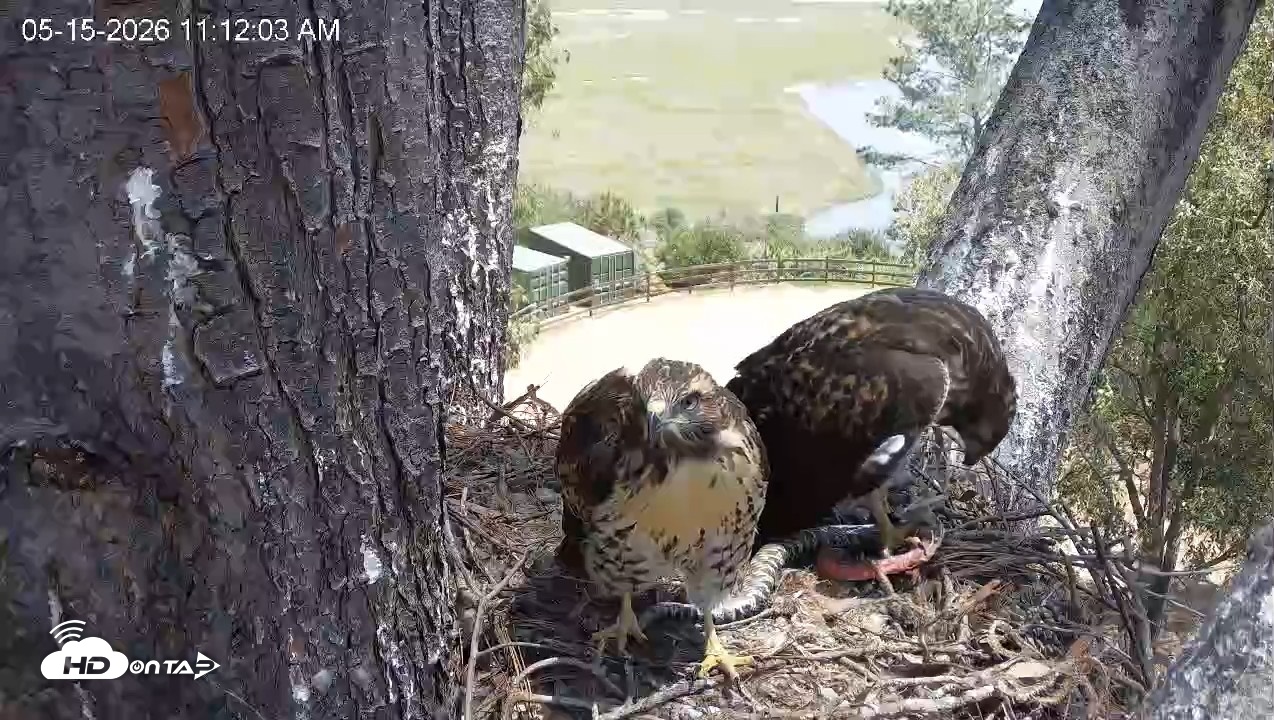 Snapshot of Red-Tailed Hawk Live Webcam taken May 15, 2026, 12:15pm PDT