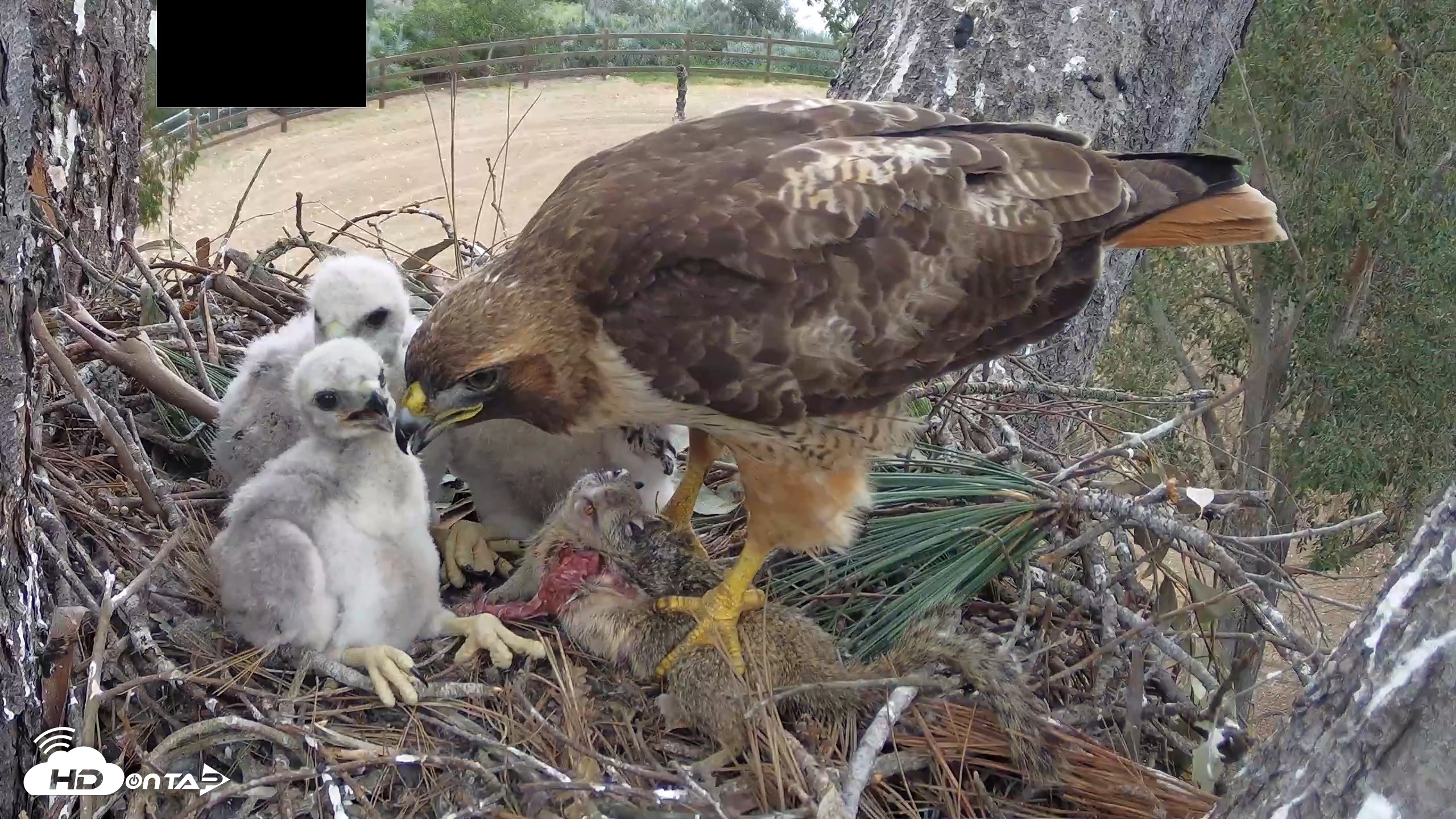 Snapshot of Red-Tailed Hawk Live Webcam taken Apr 12, 2026, 3:14pm PDT