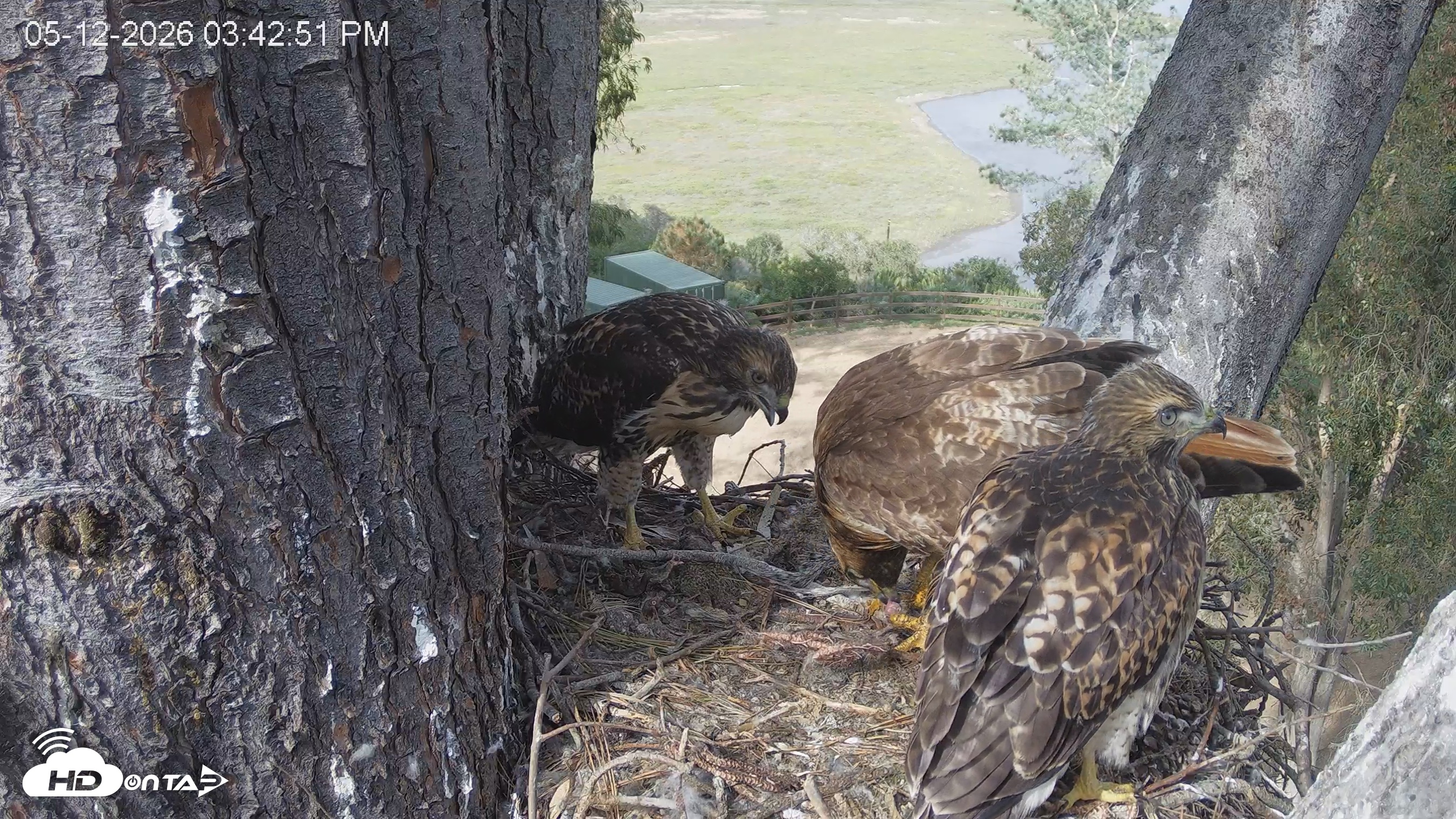 Snapshot of Red-Tailed Hawk Live Webcam taken May 12, 2026, 4:43pm PDT