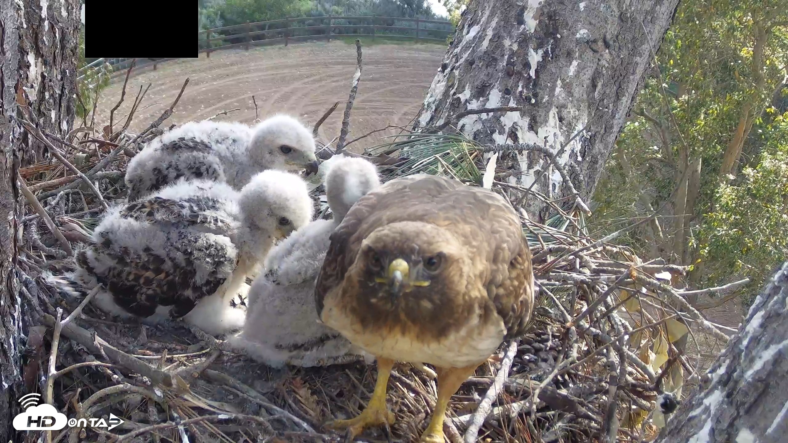 Snapshot of Red-Tailed Hawk Live Webcam taken Apr 15, 2026, 9:33am PDT