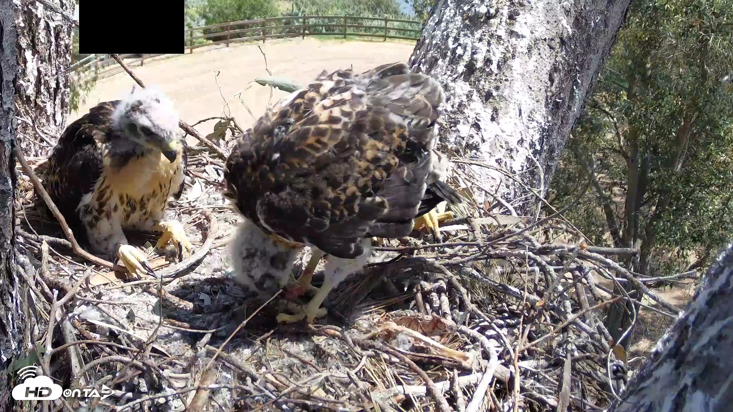 Snapshot of Red-Tailed Hawk Live Webcam taken Apr 24, 2026, 11:41am PDT