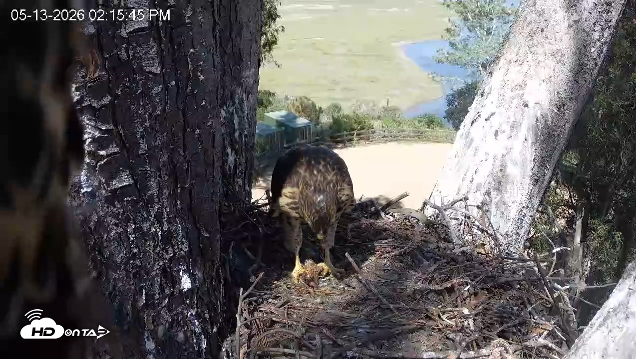 Snapshot of Red-Tailed Hawk Live Webcam taken May 13, 2026, 3:16pm PDT