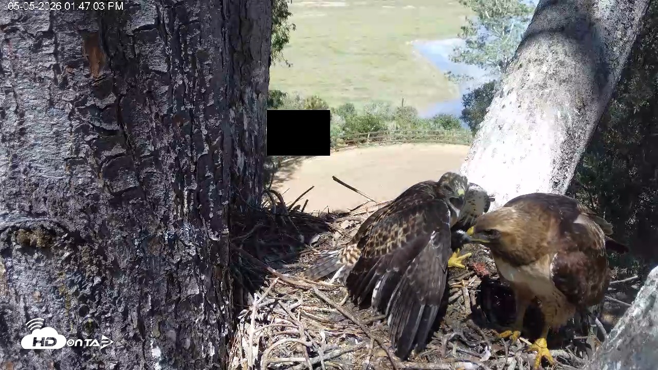 Snapshot of Red-Tailed Hawk Live Webcam taken May 5, 2026, 2:48pm PDT
