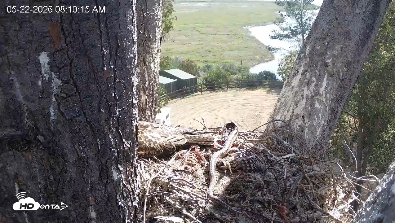 Snapshot of Red-Tailed Hawk Live Webcam taken May 22, 2026, 9:13am PDT