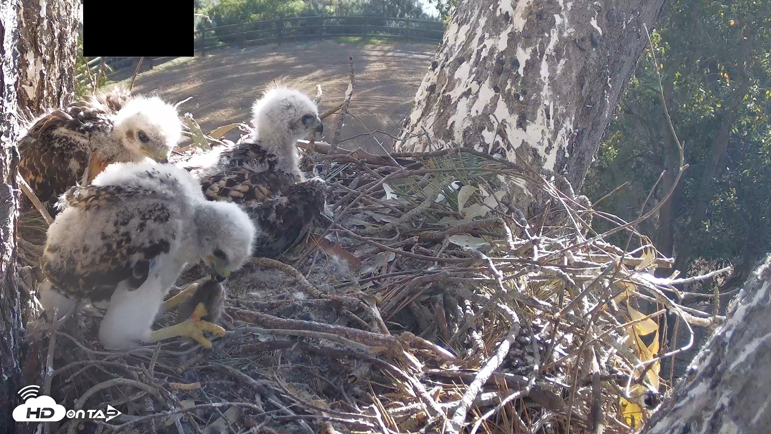 Snapshot of Red-Tailed Hawk Live Webcam taken Apr 20, 2026, 8:12am PDT