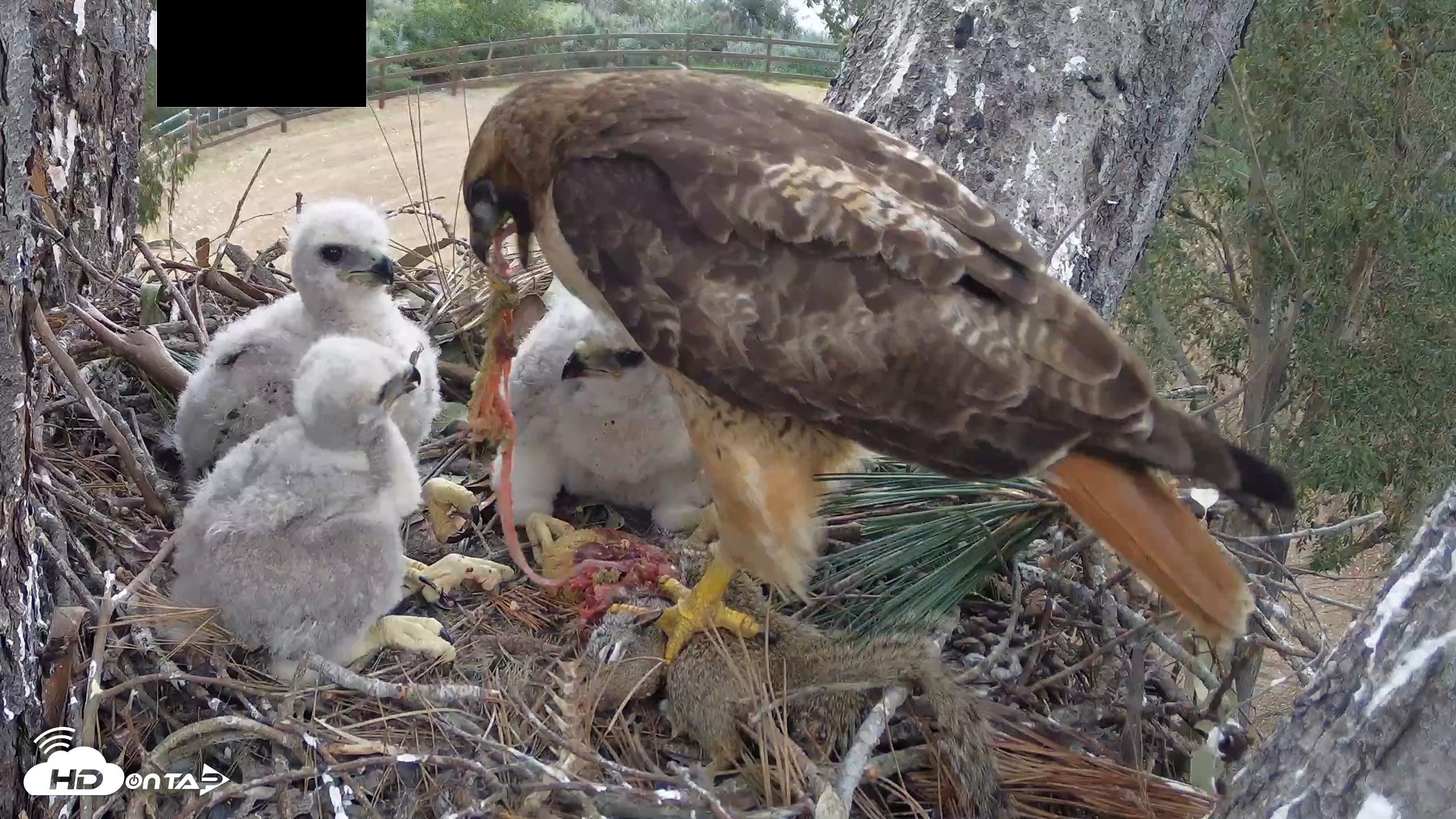 Snapshot of Red-Tailed Hawk Live Webcam taken Apr 12, 2026, 3:22pm PDT
