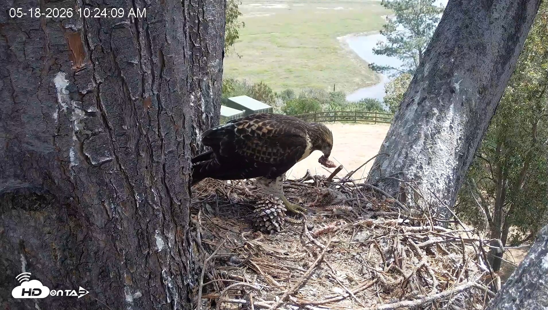 Snapshot of Red-Tailed Hawk Live Webcam taken May 18, 2026, 11:25am PDT