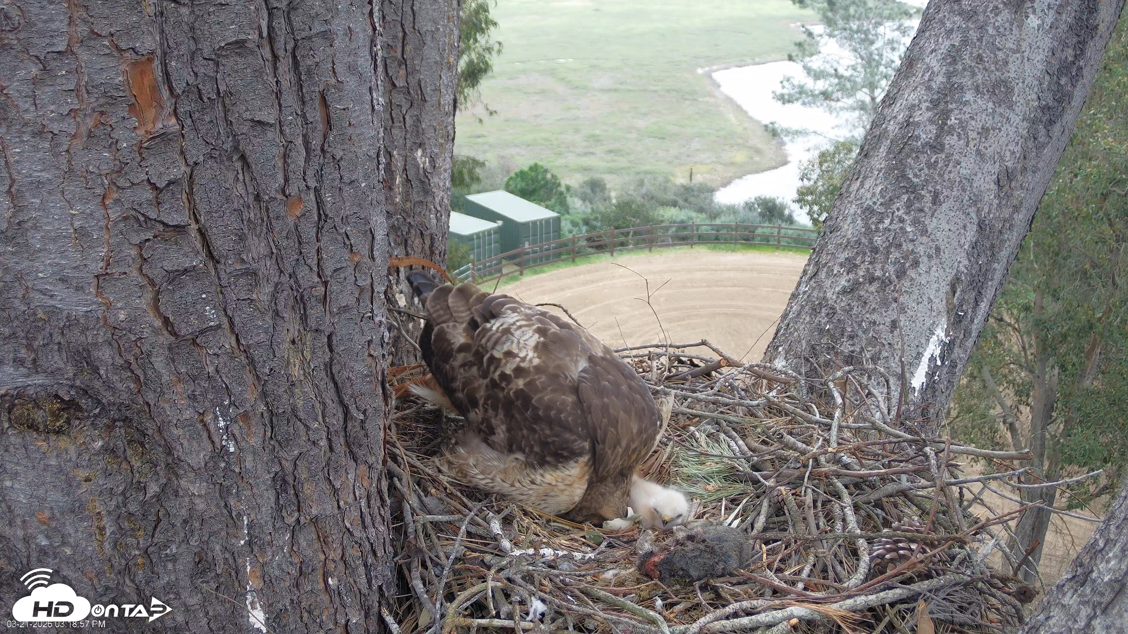 Snapshot of Red-Tailed Hawk Live Webcam taken Mar 21, 2026, 4:19pm PDT