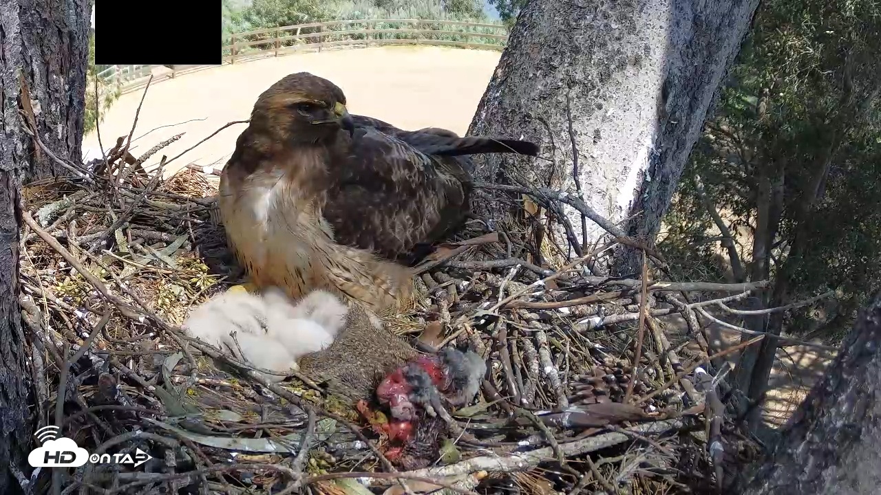 Snapshot of Red-Tailed Hawk Live Webcam taken Mar 29, 2026, 1:36pm PDT