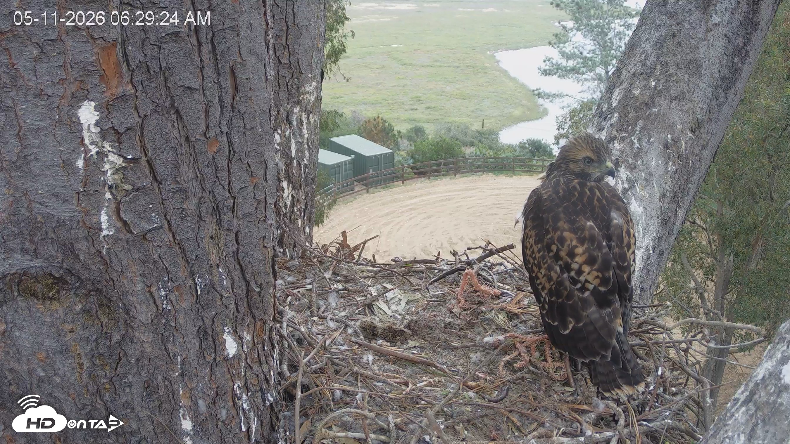 Snapshot of Red-Tailed Hawk Live Webcam taken May 11, 2026, 7:30am PDT