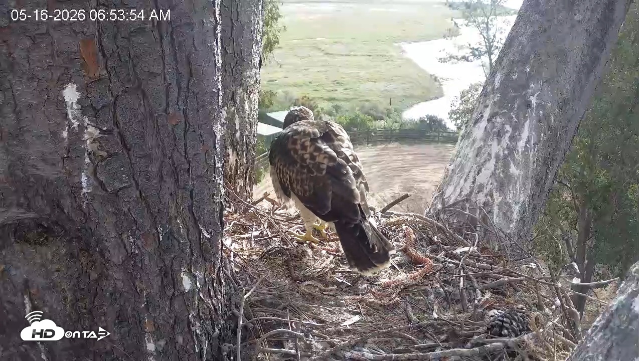 Snapshot of Red-Tailed Hawk Live Webcam taken May 16, 2026, 7:54am PDT