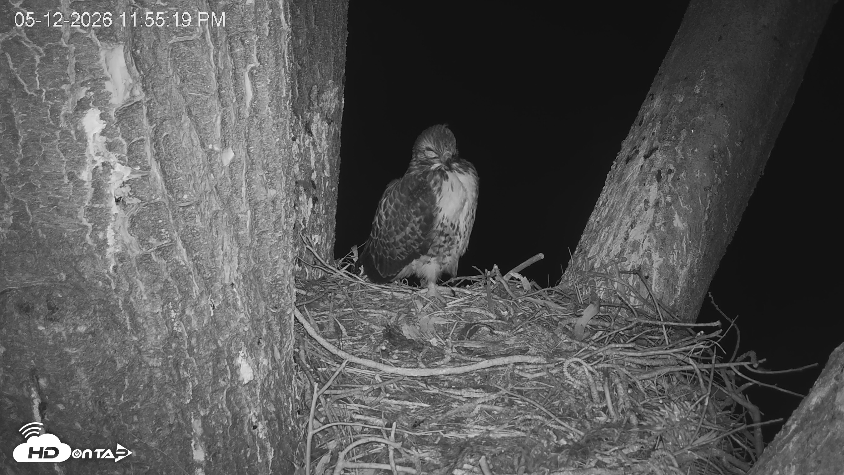 Snapshot of Red-Tailed Hawk Live Webcam taken May 13, 2026, 12:56am PDT