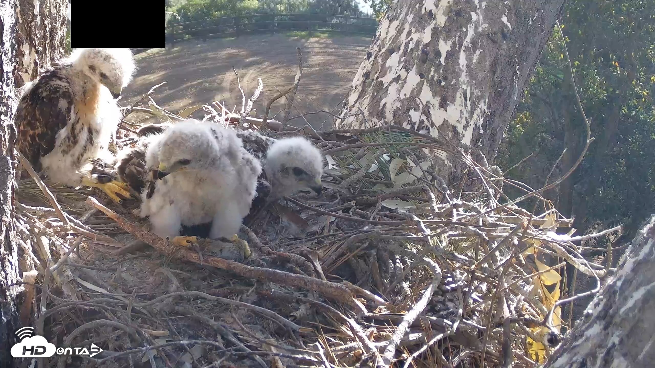 Snapshot of Red-Tailed Hawk Live Webcam taken Apr 20, 2026, 8:08am PDT