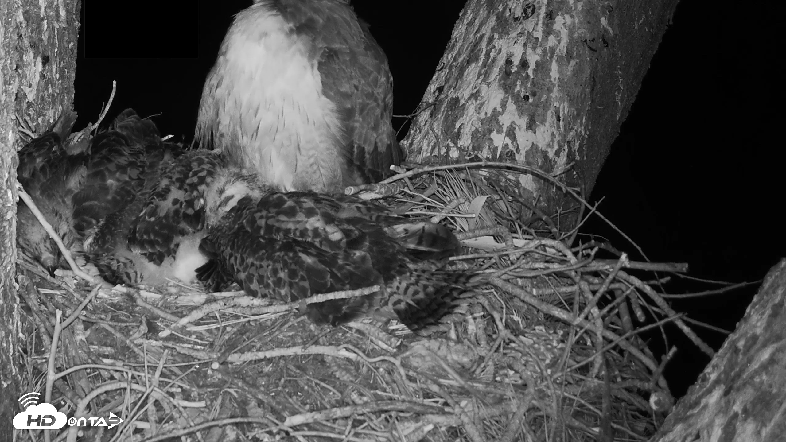 Snapshot of Red-Tailed Hawk Live Webcam taken Apr 25, 2026, 5:34am PDT