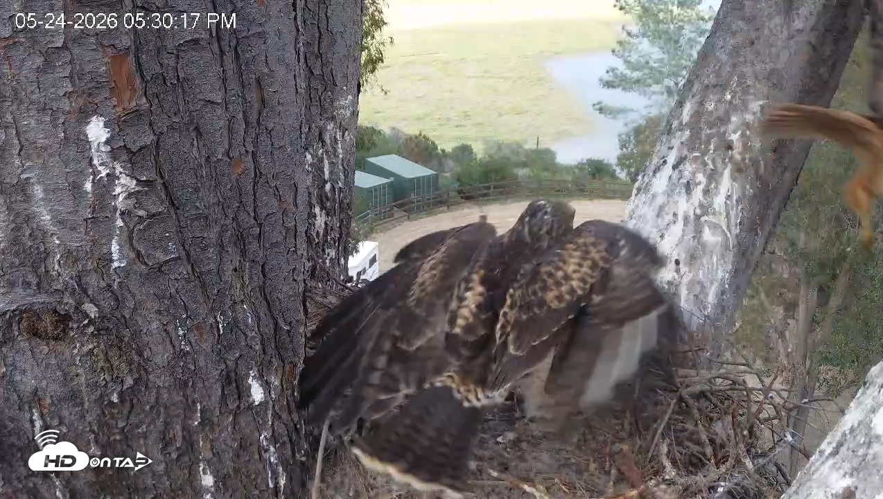 Snapshot of Red-Tailed Hawk Live Webcam taken May 24, 2026, 6:33pm PDT