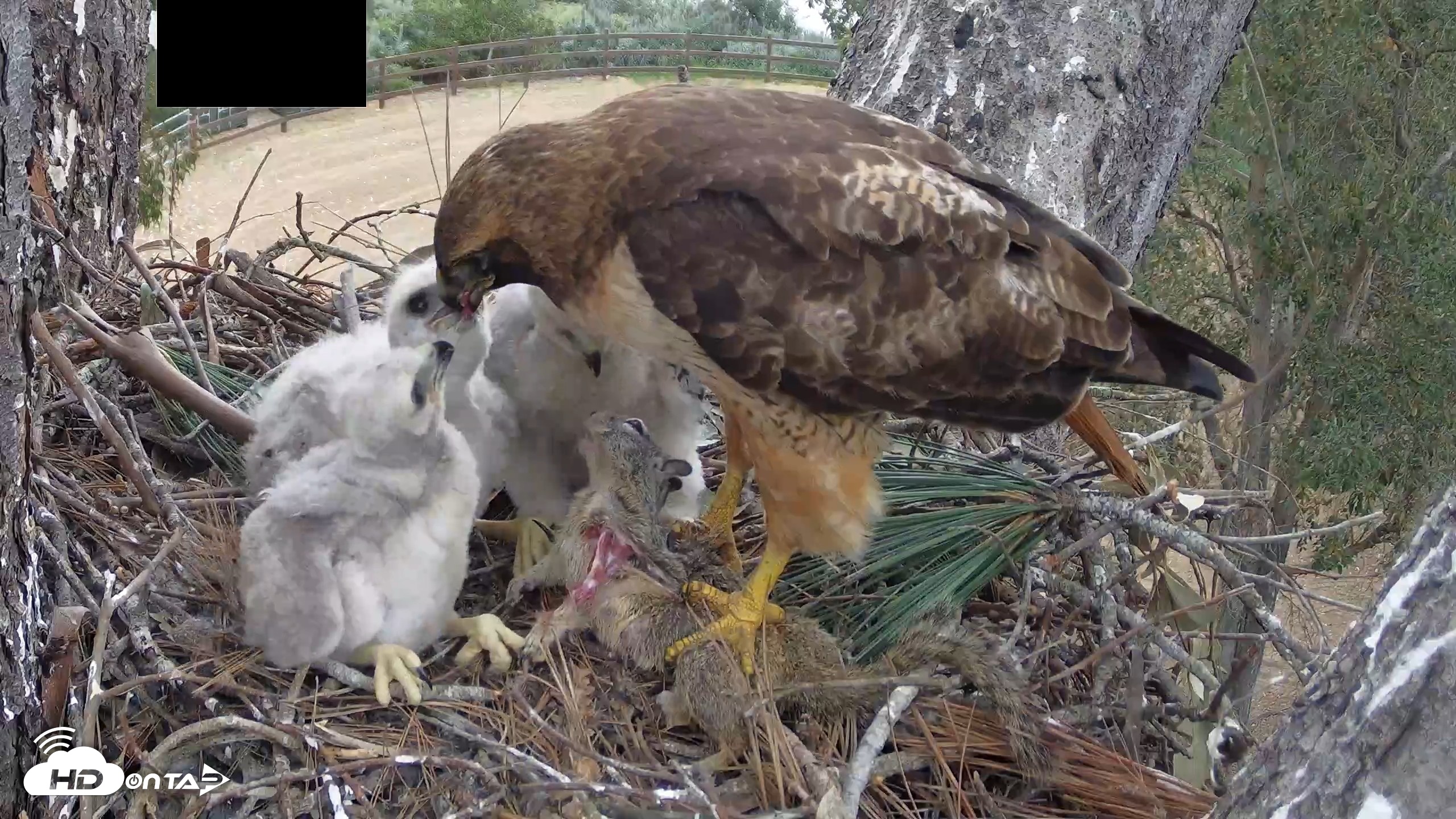 Snapshot of Red-Tailed Hawk Live Webcam taken Apr 12, 2026, 3:13pm PDT