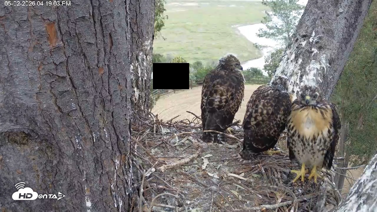 Snapshot of Red-Tailed Hawk Live Webcam taken May 2, 2026, 5:22pm PDT