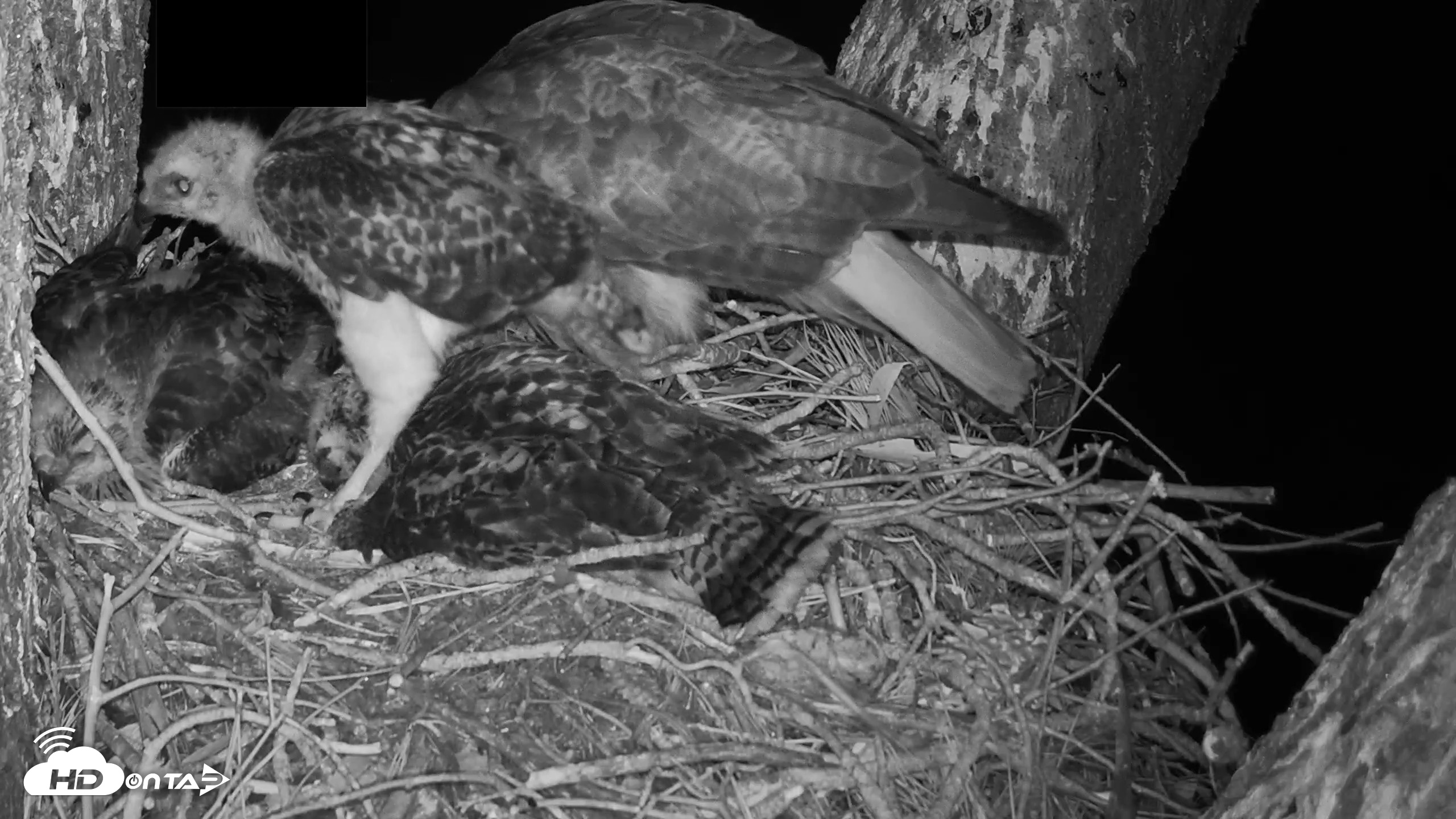 Snapshot of Red-Tailed Hawk Live Webcam taken Apr 25, 2026, 5:38am PDT