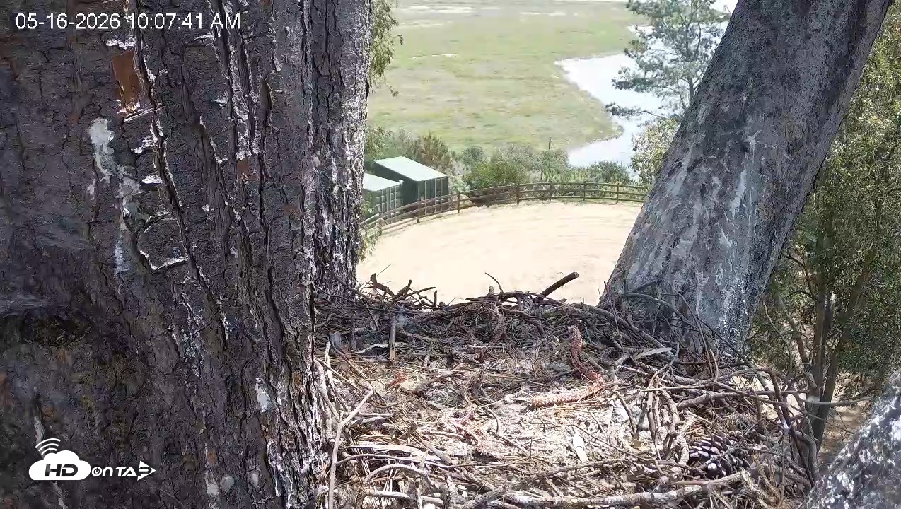 Snapshot of Red-Tailed Hawk Live Webcam taken May 16, 2026, 11:10am PDT