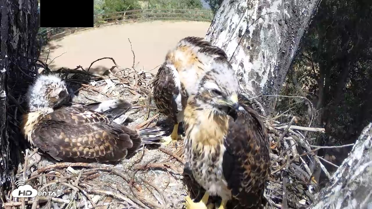 Snapshot of Red-Tailed Hawk Live Webcam taken Apr 26, 2026, 2:58pm PDT