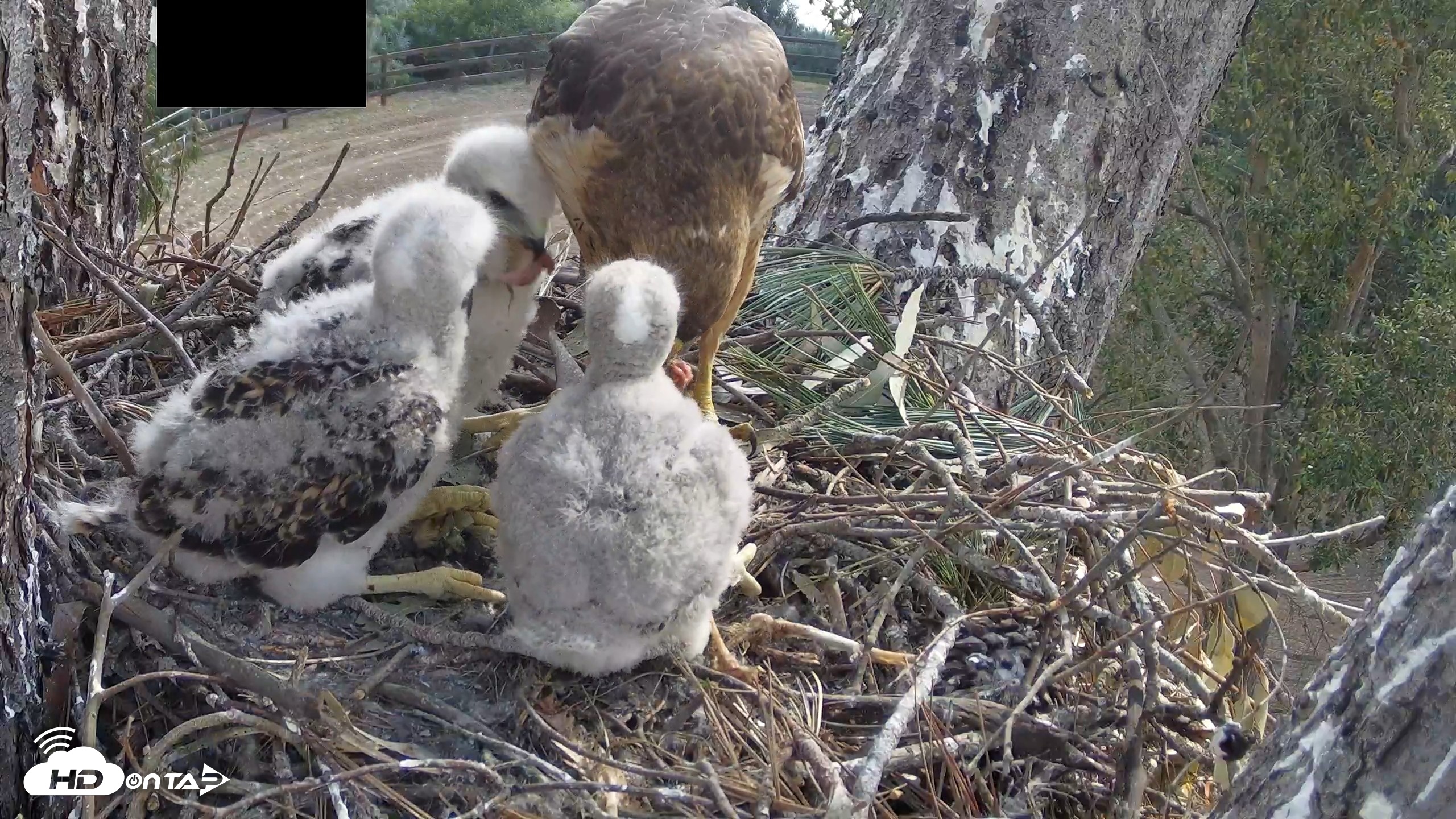 Snapshot of Red-Tailed Hawk Live Webcam taken Apr 15, 2026, 9:32am PDT