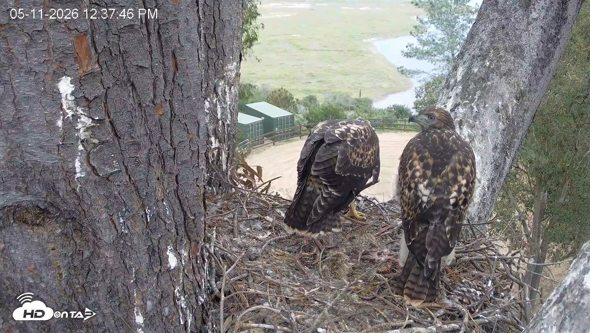 Snapshot of Red-Tailed Hawk Live Webcam taken May 11, 2026, 1:41pm PDT