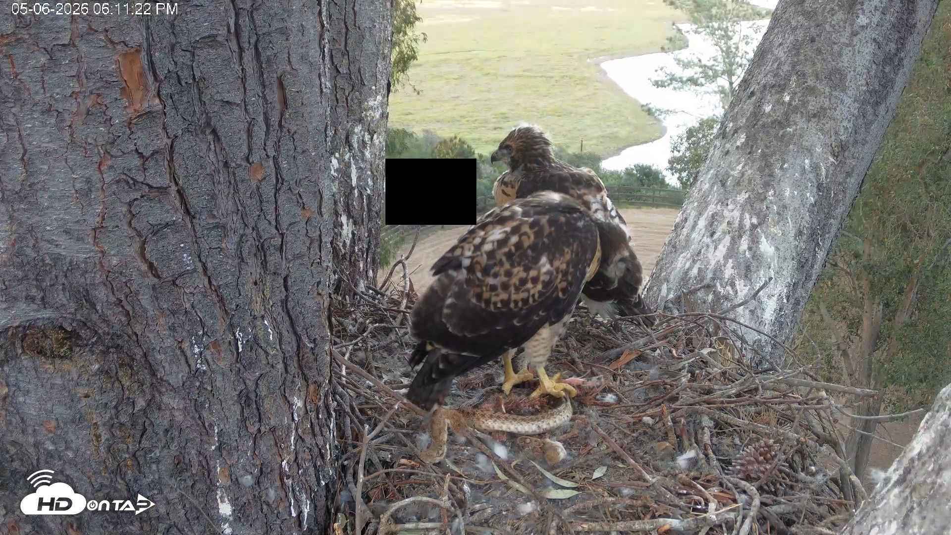 Snapshot of Red-Tailed Hawk Live Webcam taken May 6, 2026, 7:14pm PDT