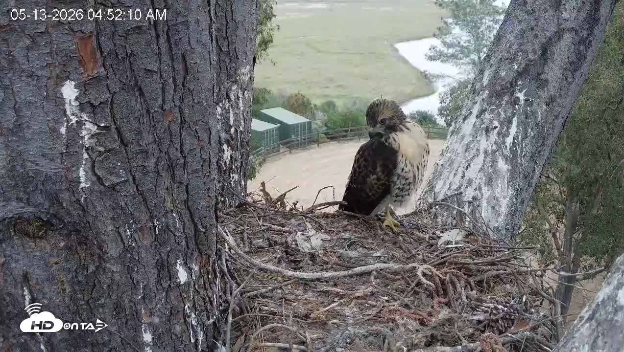 Snapshot of Red-Tailed Hawk Live Webcam taken May 13, 2026, 5:55am PDT