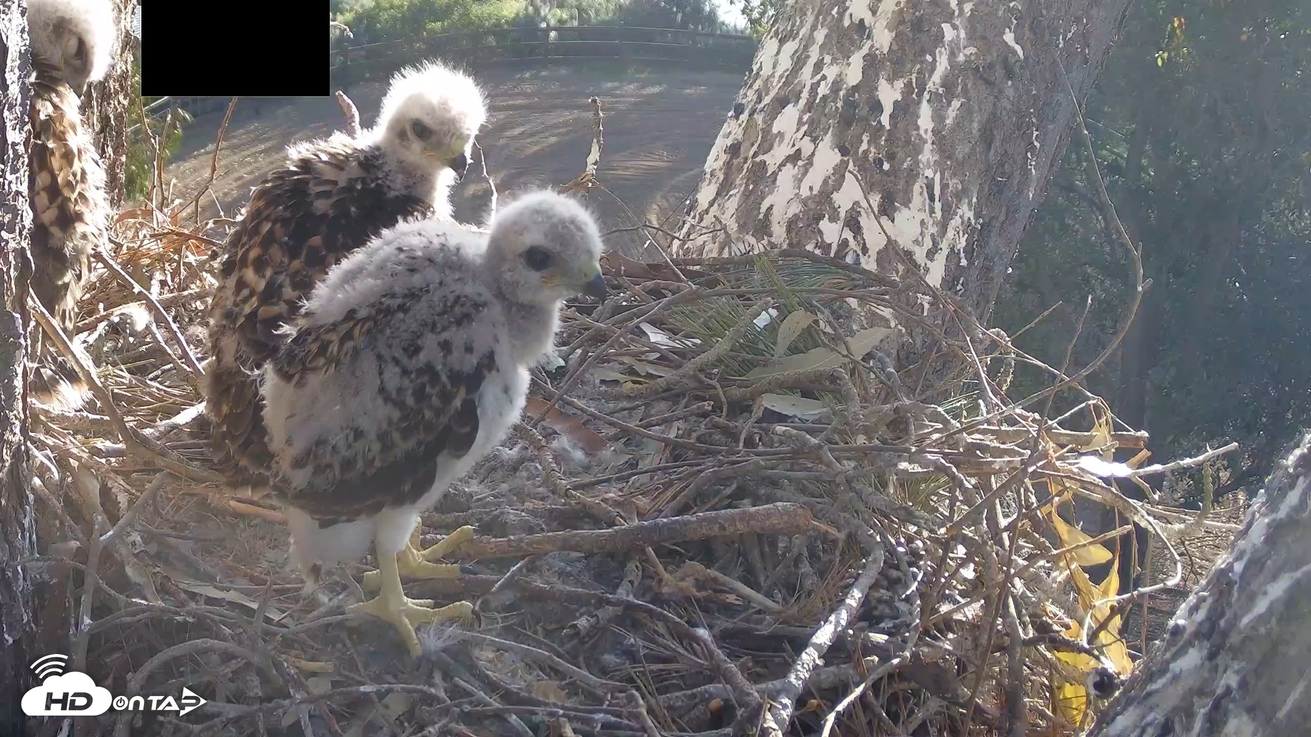 Snapshot of Red-Tailed Hawk Live Webcam taken Apr 20, 2026, 7:23am PDT