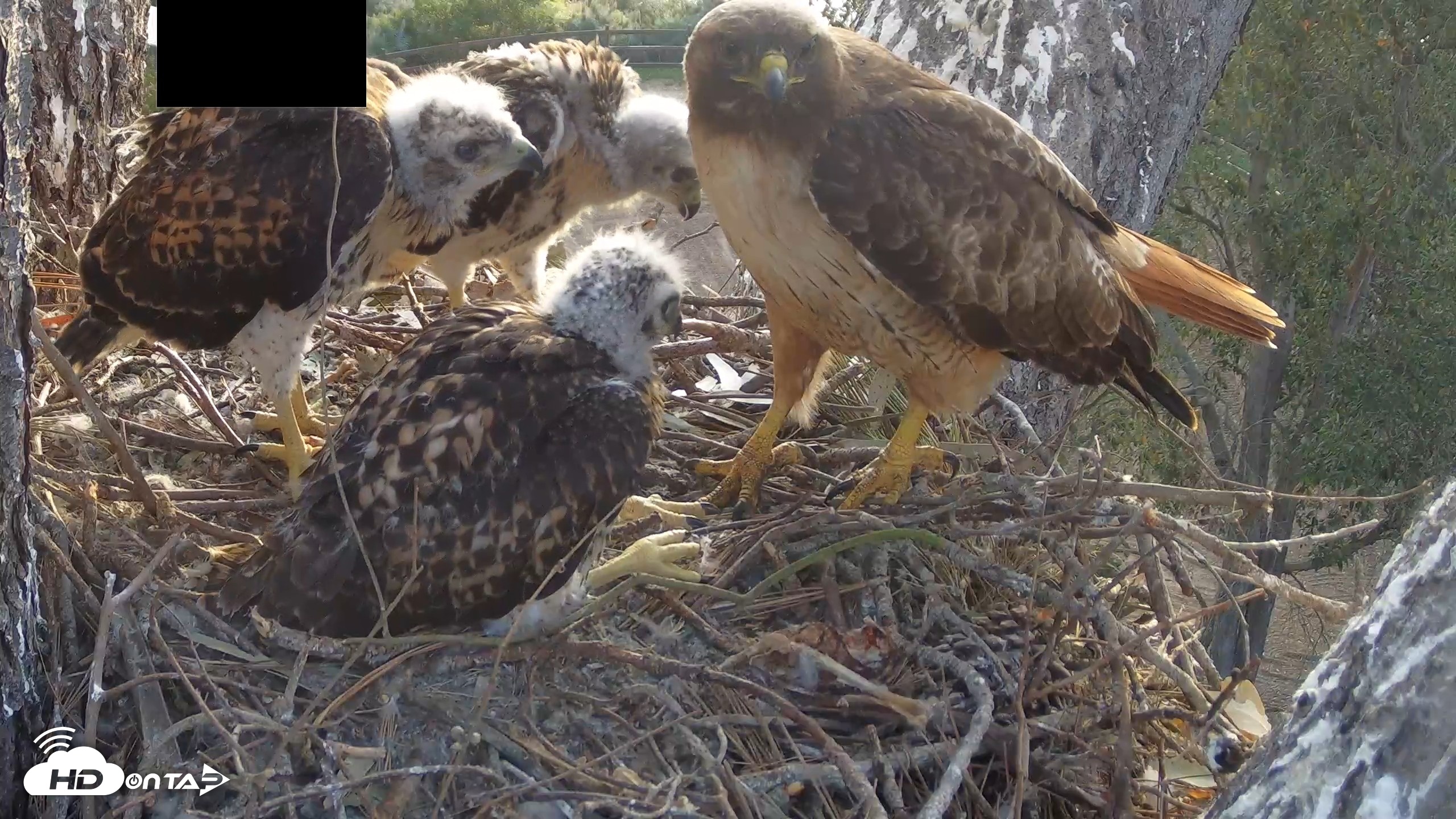 Snapshot of Red-Tailed Hawk Live Webcam taken Apr 24, 2026, 6:39am PDT