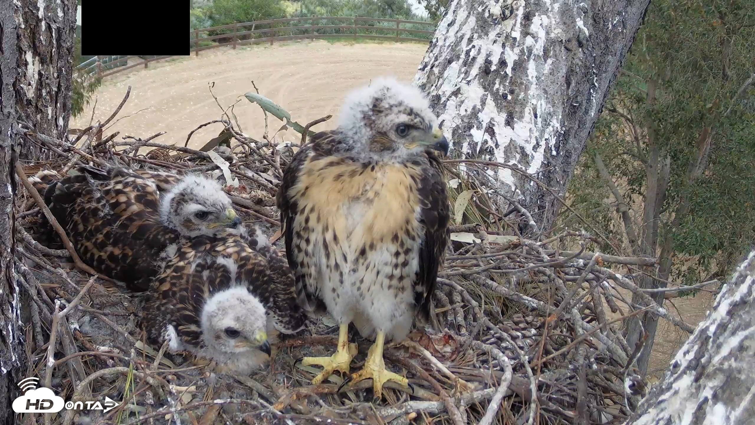 Snapshot of Red-Tailed Hawk Live Webcam taken Apr 24, 2026, 6:15pm PDT
