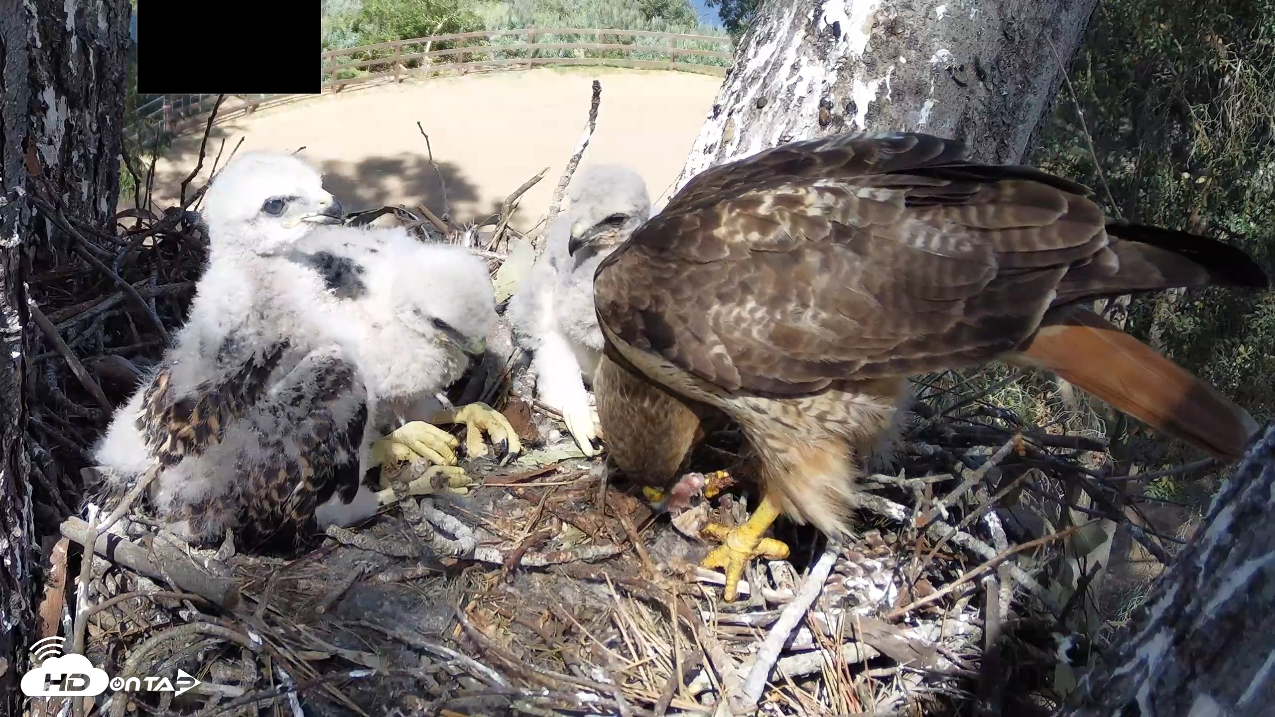 Snapshot of Red-Tailed Hawk Live Webcam taken Apr 15, 2026, 3:25pm PDT