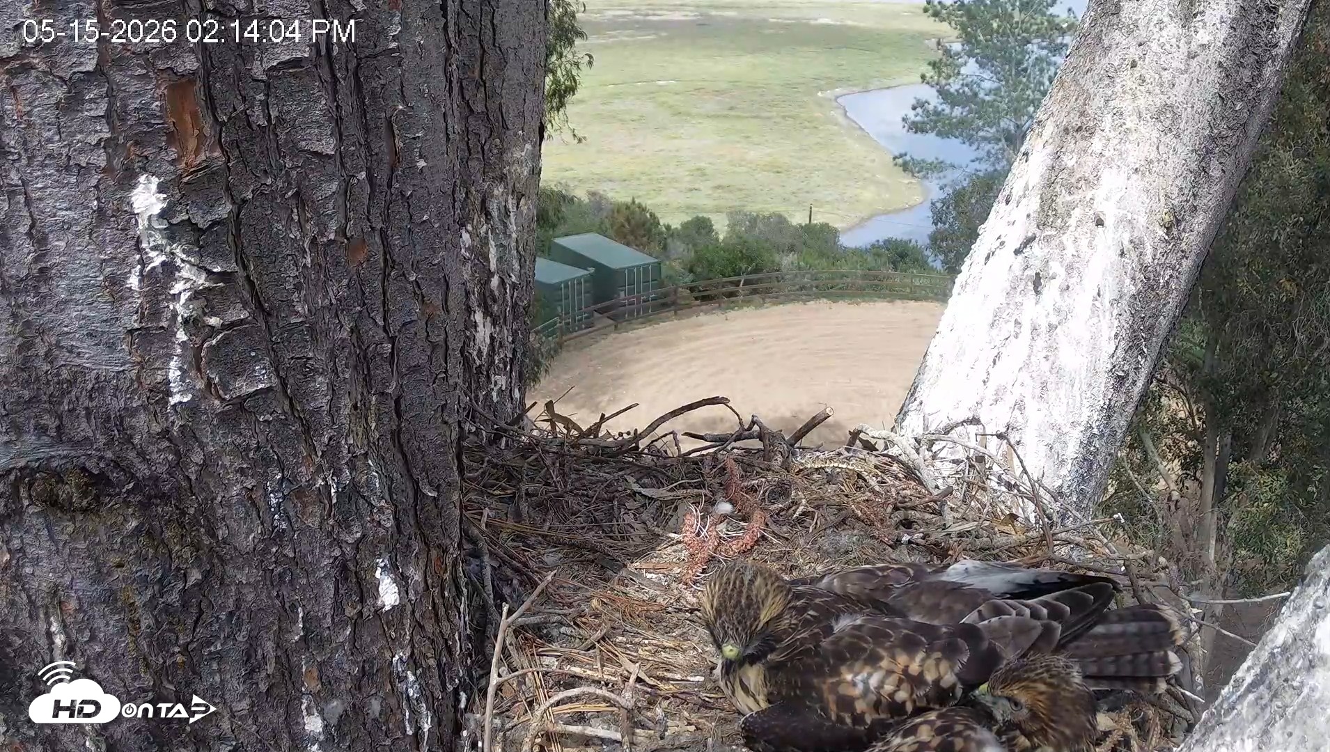 Snapshot of Red-Tailed Hawk Live Webcam taken May 15, 2026, 3:17pm PDT