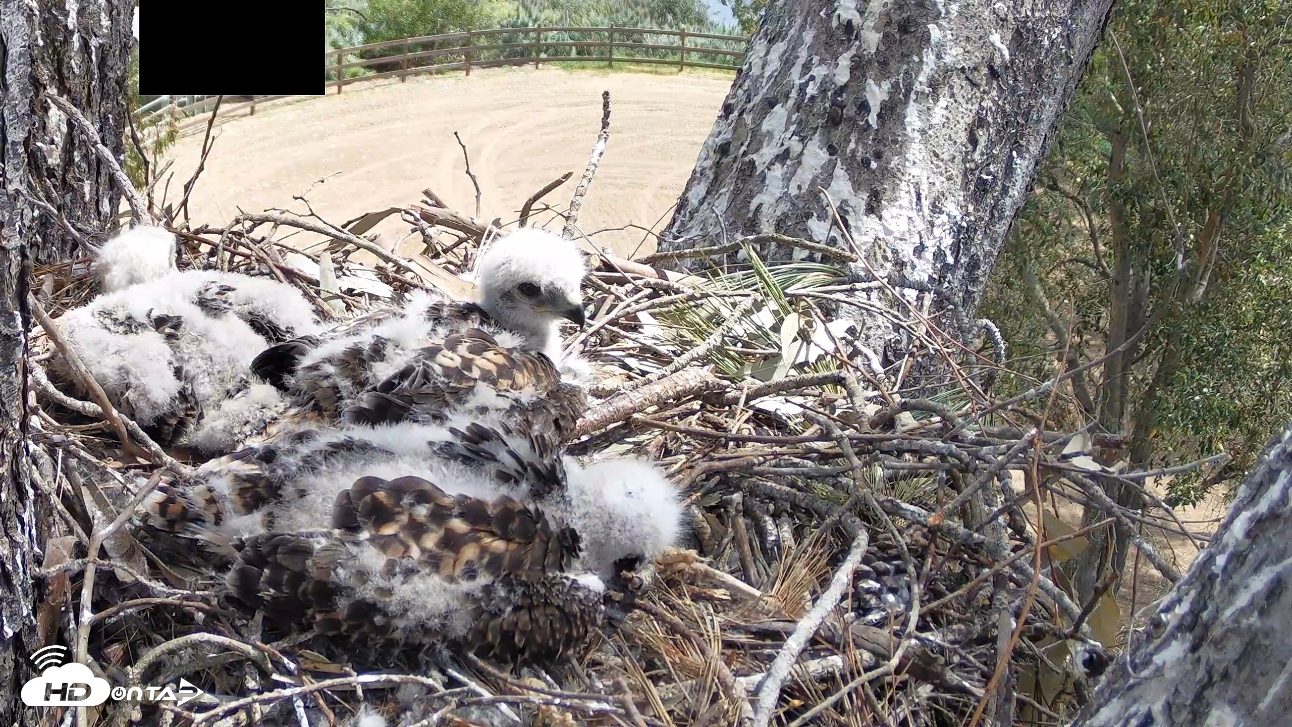 Snapshot of Red-Tailed Hawk Live Webcam taken Apr 19, 2026, 11:12am PDT