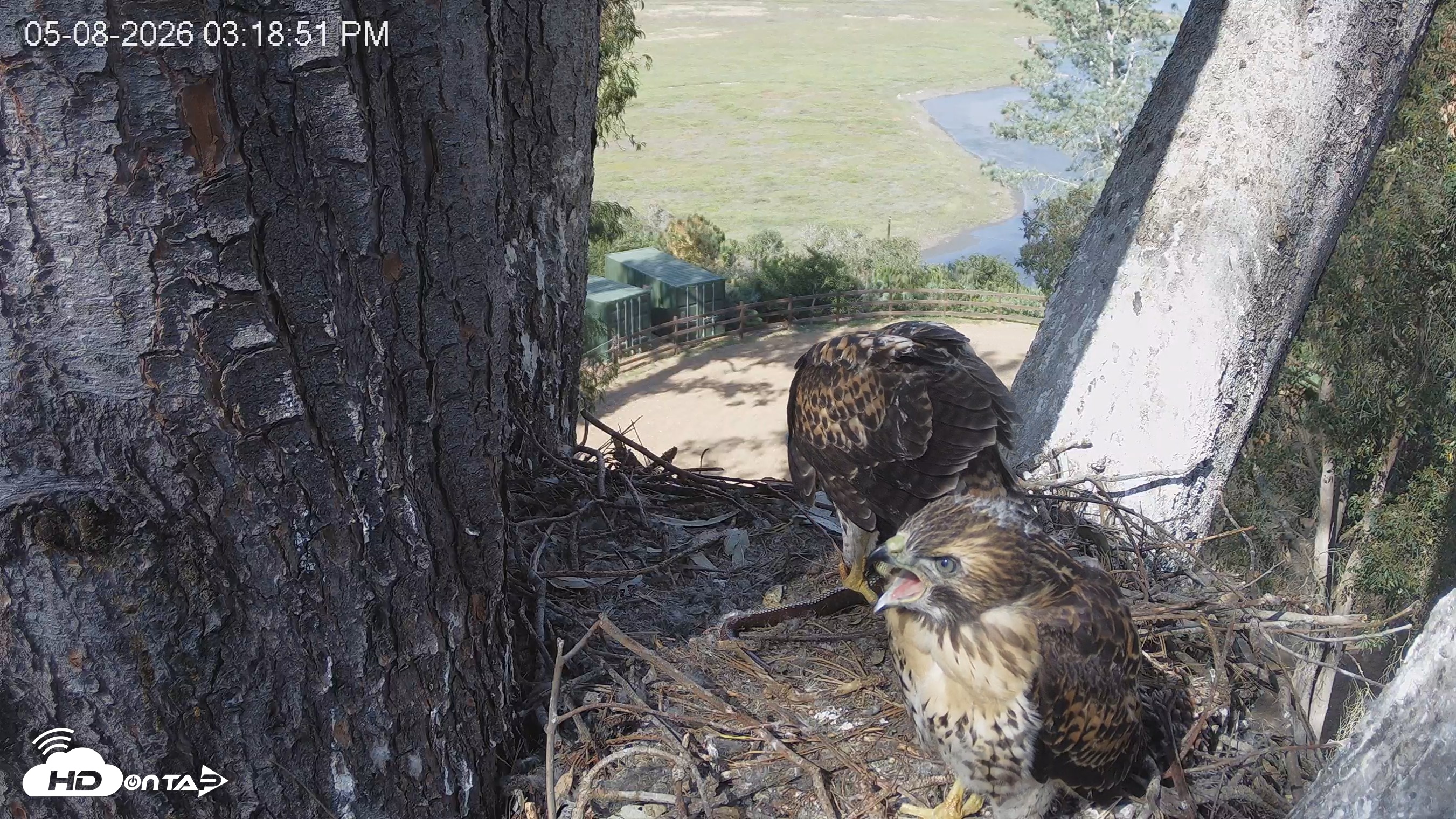 Snapshot of Red-Tailed Hawk Live Webcam taken May 8, 2026, 4:19pm PDT