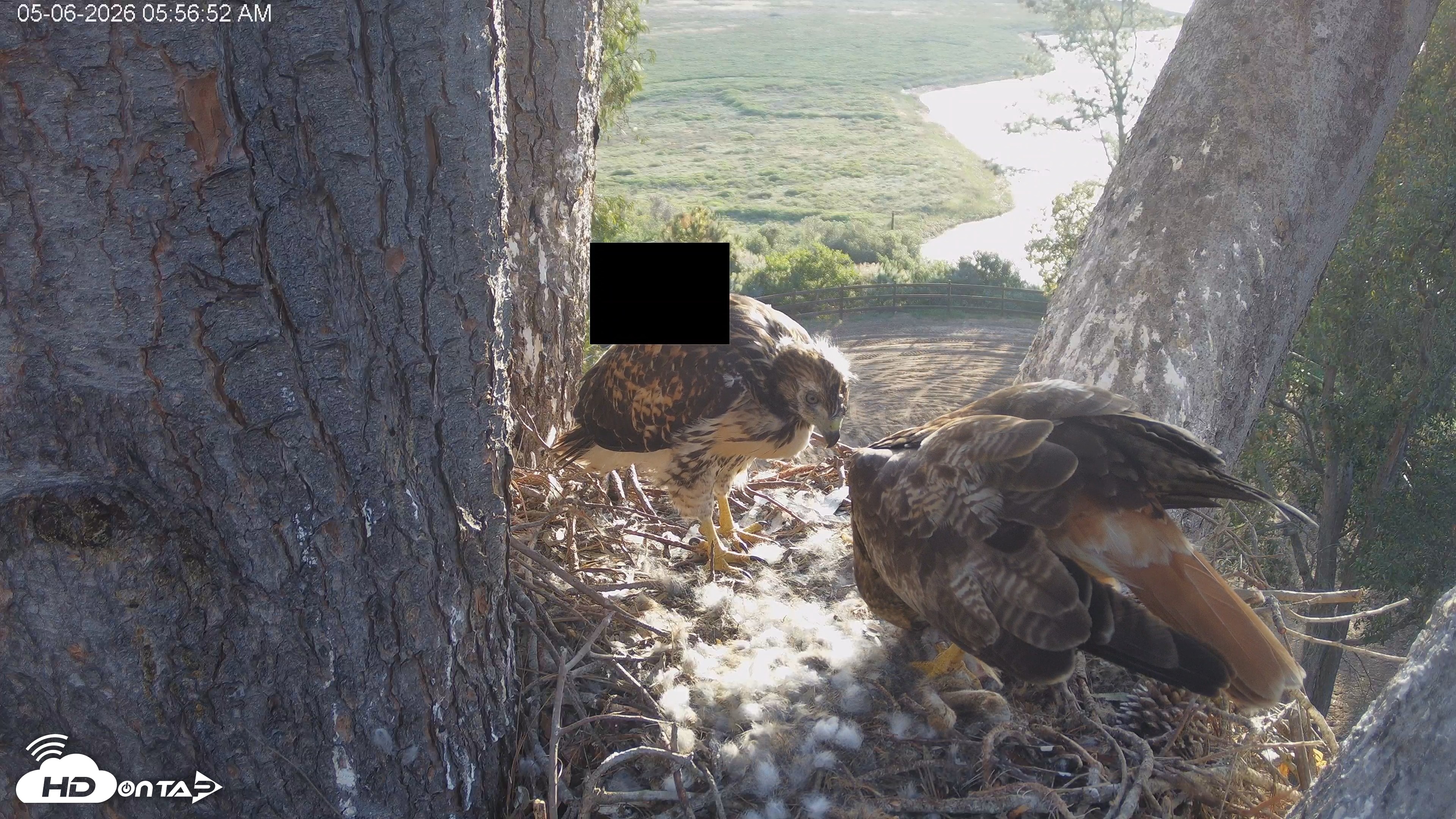 Snapshot of Red-Tailed Hawk Live Webcam taken May 6, 2026, 7:00am PDT