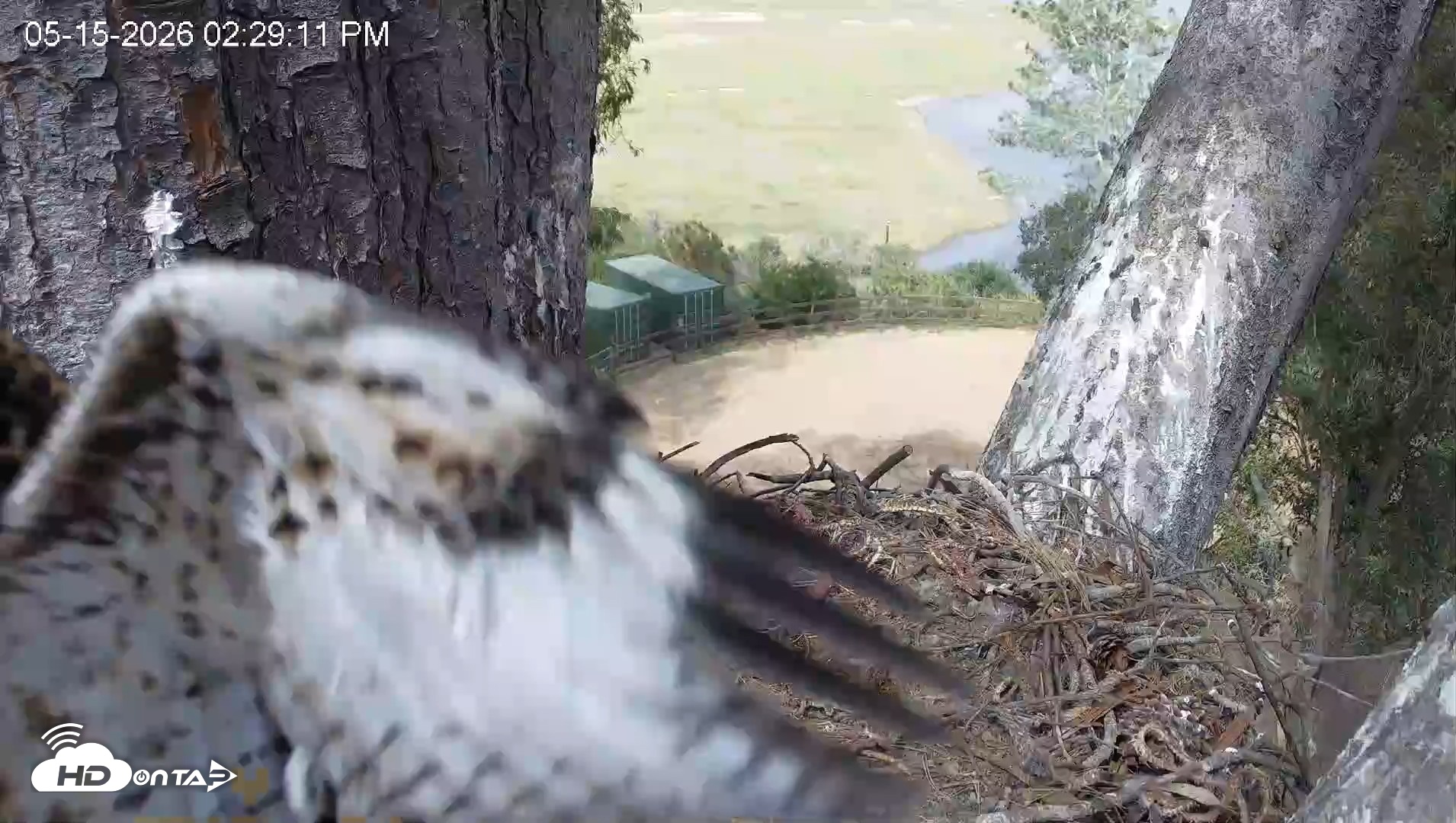 Snapshot of Red-Tailed Hawk Live Webcam taken May 15, 2026, 3:32pm PDT
