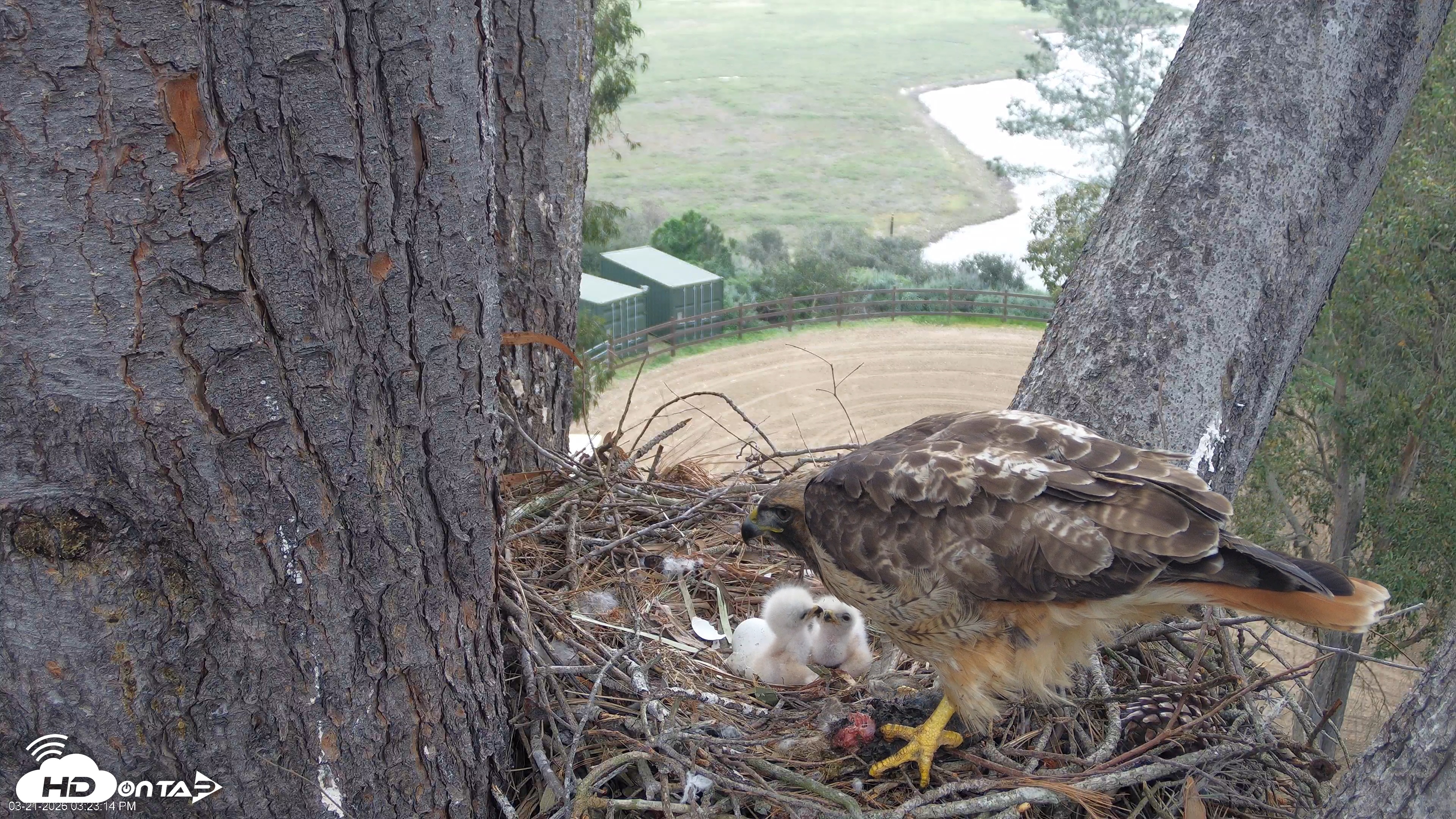 Snapshot of Red-Tailed Hawk Live Webcam taken Mar 21, 2026, 4:24pm PDT