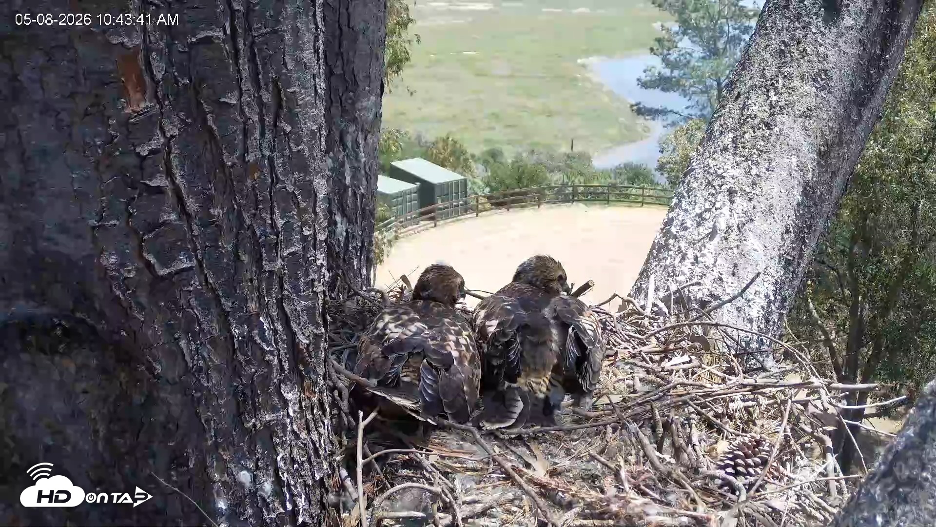 Snapshot of Red-Tailed Hawk Live Webcam taken May 8, 2026, 11:47am PDT