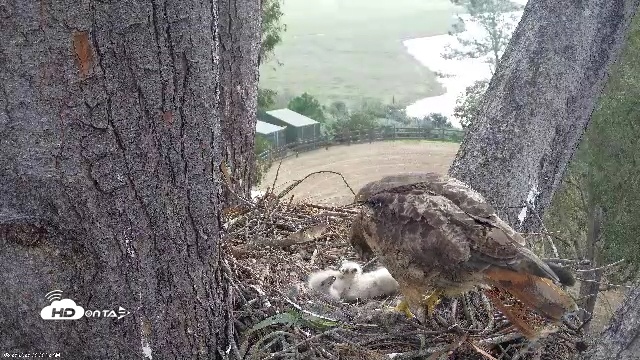 Snapshot of Red-Tailed Hawk Live Webcam taken Mar 26, 2026, 9:04am PDT